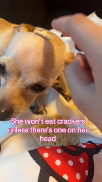 Miss cookie 🍪🪶 (@cookierunsmyaccount)’s video of food