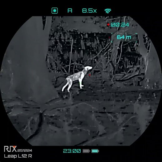 Real-world fox control with the RIX LEAP L12R in action. A fox chooses to follow the wrong scent.