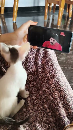 VIP cat 😺😂......#vip #cat #like #funny #comedy #support #subscribe #fyp