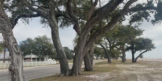 Mississippi arborists gather to discuss tree preservation