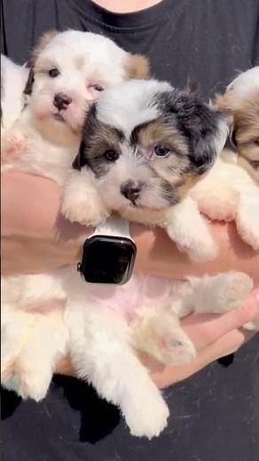 Peak Cuteness: A Handful of Teddy Bear Puppies! 🧸🐾 | Georgia Dog Club ✨