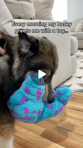 Kakoa & Sky on Instagram: "Kakoa’s special way of saying good morning.. 🥹 #goodmorning #cute #husky #dog"