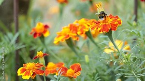 A bee pollinates Tagetes flowers whith orange blooms in the garden