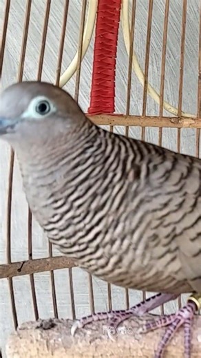 Local Turtle Dove Gacor Super Special Voice #shorts