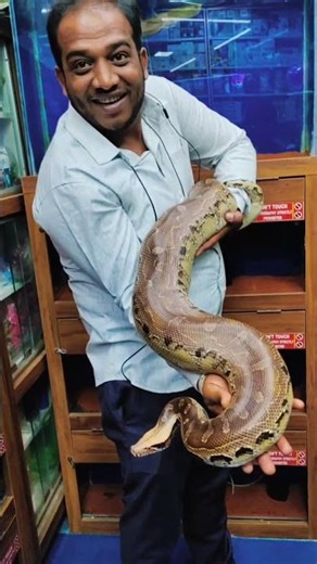 Blood Python #karnatakaaquarium #reptiles #endangeredanimals #snake #pythonsnake