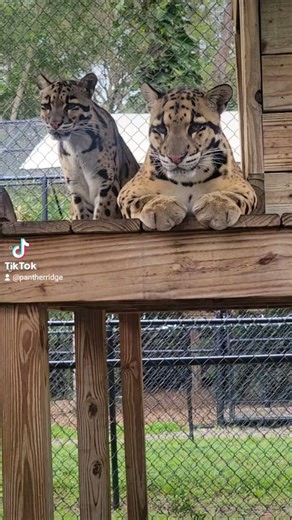 6.6K views · 1.7K reactions | Waking up on Saturday mornings can be tough  especially when you're a clouded leopard. Taj and Malee are two of our eight clouded leopards at Panther Ridge that prefer to be up and active when the sun goes down. Our Twilight hours are the best time to witness the cats at their most active from 6-9pm. Get your tickets for our next one on January 20th by calling 51-795-8914 or going online pantherridge.org | Panther Ridge Conservation Center | Facebook