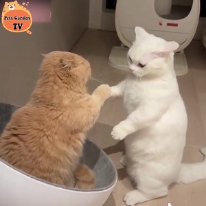 4.3K views · 618 reactions | Fighting all day but still playing together  | Cats Life | Facebook