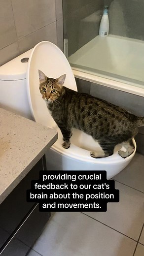 Cat Whiskers: Importance, Trimming, and Facts