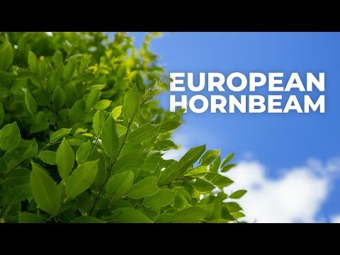 European Hornbeam: Tree Of The Week