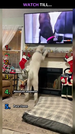 5 FUNNIEST PET FAILS RANKED 🐾
