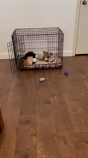 Kitten Konnoisseur on TikTok