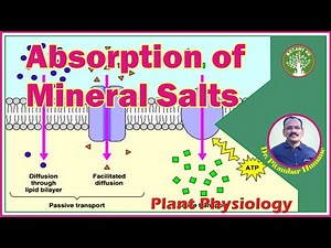 BOTANY 4U | PLANT PHYSIOLOGY | PITAMBAR HUMANE | Absorption of Mineral Salts
