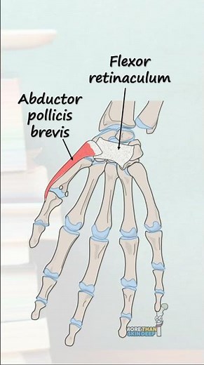 The Scaphoid Bone #anatomy #biology #humananatomy #animation #anatomymadeeasy #science #doctor