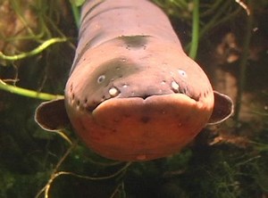 Elektrischer Aal Electrophorus electricus, NTSC: Stockvideos & Filmmaterial (100 % lizenzfrei) 74227 | Shutterstock