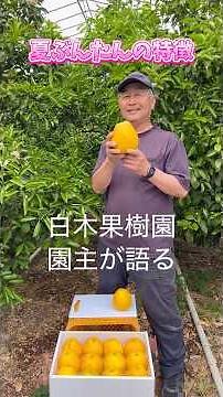夏に食べたい柑橘No.1！夏ぶんたんをご紹介🍊#白木果樹園 #河内晩柑#夏ぶんたん