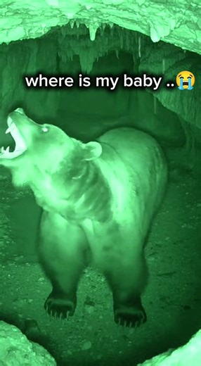 Mother Bear was Crying, Then The Lion King Arrived... 🥺❤️ #animals #rescue #shorts