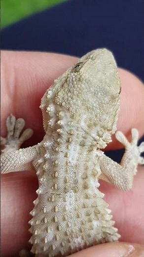 IL GECO | RETTILE PORTAFORTUNA | 01