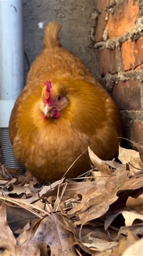 Chuck’s Chickens | buff orpington chicken laying egg in backyard | Instagram