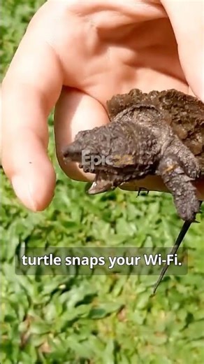 Nature’s Top Five Animal Tricksters #funnyanimals #animaltricks #animalstories