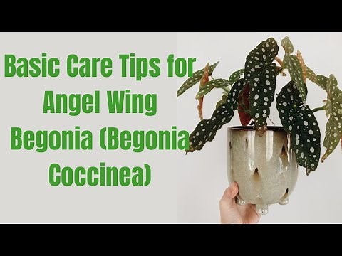 Angel Wing Begonia (Begonia Coccinea) Care Guide: Tips for Gorgeous Growth