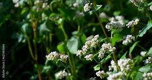 Buckwheat field on a sunny morning. Large fields in the morning sun, near the forest. Buckwheat honey, hives and bees producing buckwheat honey.