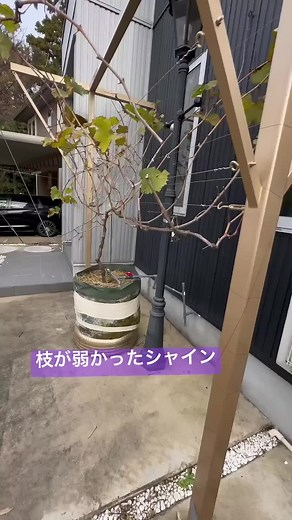 シャインマスカット 6月仮剪定｜家庭菜園で花穂を整理するやり方