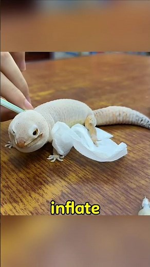 How a Lizard Sheds Its Skin Up Close #shorts