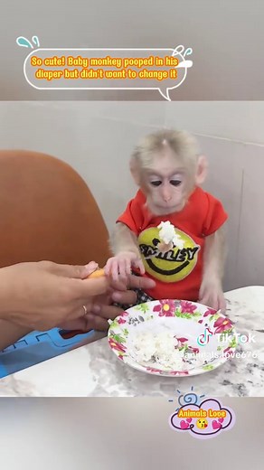 So cute! Baby monkey pooped in his diaper but didn't want to change it #loveanimals #animal #pet #monkeys #pets #animals #babymonkey #monkey