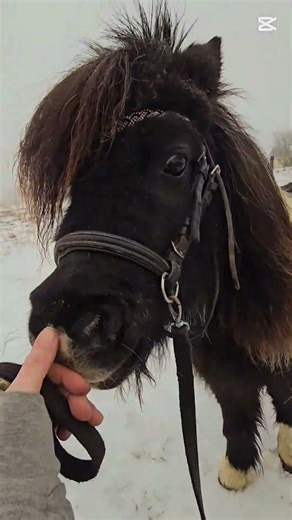 American miniature mare Solveig #forsale #pony #horse