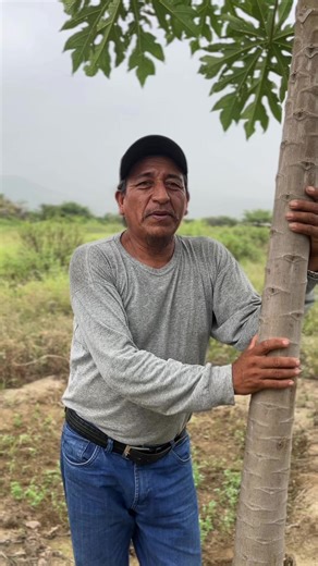 Videos de Agrichac (@agrichac) con “sonido original - Agrichac”