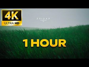 Wavy Grass Live Wallpaper 4K 🌿 | 1 Hour Relaxing Nature Loop