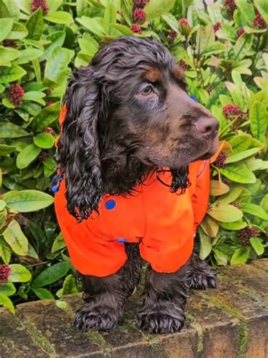 Ekipa budowlana 🧡🧡🙈😁😁😁😁 #puppylove #dog #puppyfun #cockerspaniel #englishcockerspaniel @radek kobiec