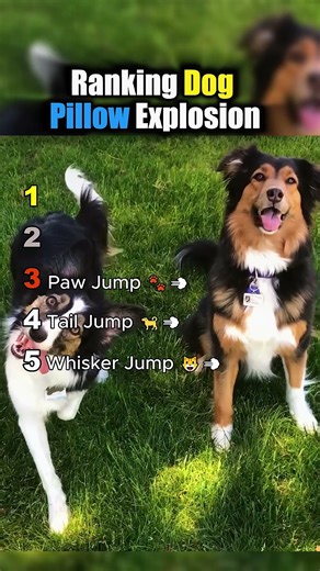 Ranking Dog Pillow Explosion 🤣🐶 Fluffy Chaos || #dogshorts #funnydogs ‪@PawPals3‬