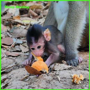 So Pitiful!! Mom try to wean her baby Cuz baby now too big already!! | RESEP Monkey