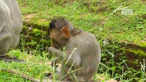 16K views · 329 reactions | Very Sad News, Poorest baby monkey Cinn passed away because of fall from tree at night  ==================== Support me : https://bit.ly/3A6JhA0 Join Group : https://bit.ly/3uE2nfH | Monkeys Buzz | Facebook