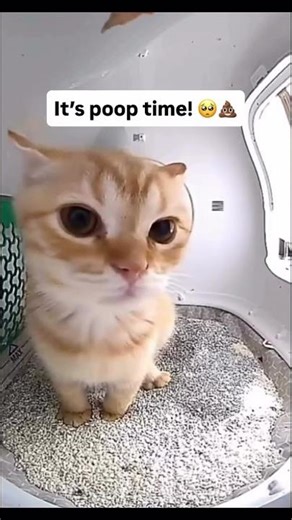 Aesthetic poopoo time ✨😺