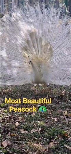 The Most Beautiful Peacock 🦚 #wowmoment #birds #nature