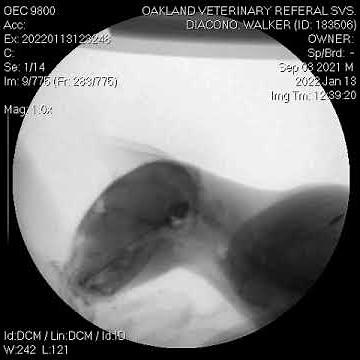 OVRS Radiology Fluoro Study