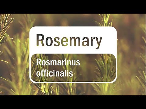 doTERRA Rosemary (Translated Subtitles)