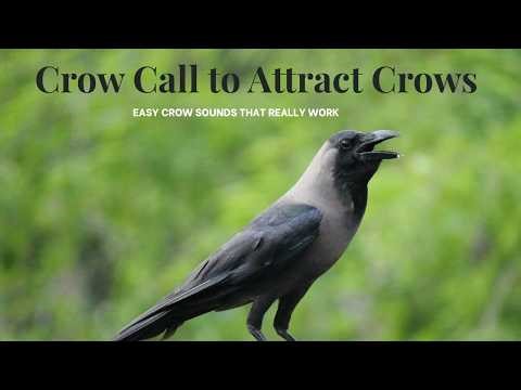 Friendly Crow Call to Attract Crows | Amazing Bird Calling Technique