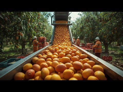 Inside a Modern Mango Processing Plant: From Farm to Perfect Mango Slices (Full Process)