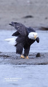 Majestic bald eagle coming for landing 🦅 #baldeagle #baldeagles #wildanimals #wildlifephotography | Mark Bouldoukian Photography