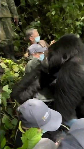 Pooping time: A gorilla pooping infront of humans