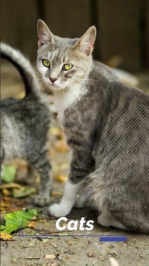 Predators of the Night: A Look at Nocturnal Animals