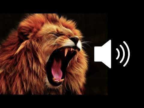 Lion growl grunt sound effects SFX (HD)