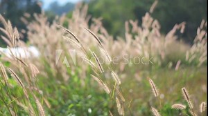 Poaceae wild spike savana weed flower with in Asian country