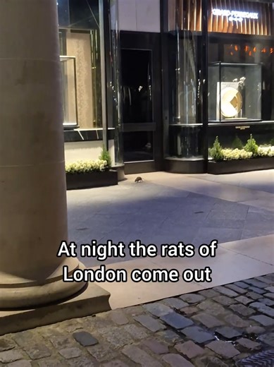 It was much bigger in real life 🐀😱🙀 #Rats #Rat #London #CoventGarden #Animals