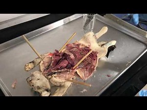 The major organs of thoracic and abdominal cavity- the cat dissection 1