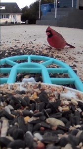 He's back! The Cardinal's first visit #cardinal #birdwatching #shorts