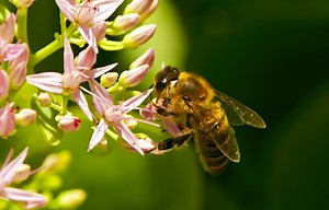 "Bee-friendly" plants could be bee killers